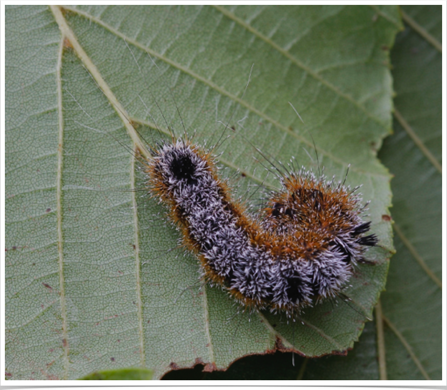 Acronicta hastulifera
Frosted Dagger
Pickens County, Alabama